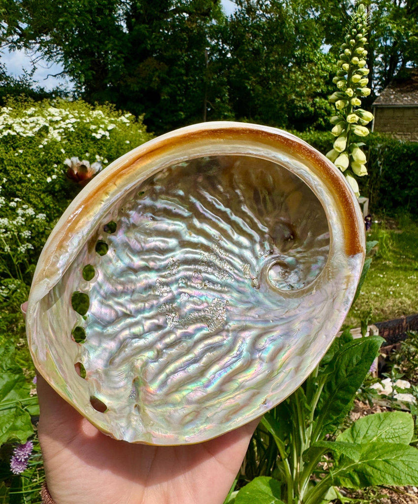 Abalone shell 10cm Abalone shell 4 inch Paua shell by Elf UK