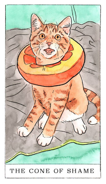 Kitten Oracle - 50 Cards & Guidebook (Flash Cards (Decks))