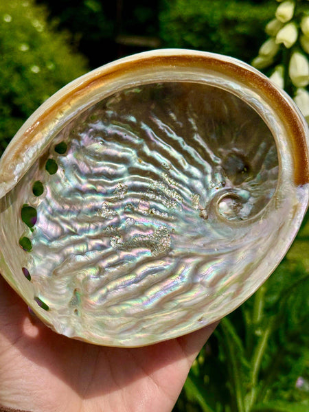 Abalone shell 10cm Abalone shell 4 inch Paua shell by Elf UK