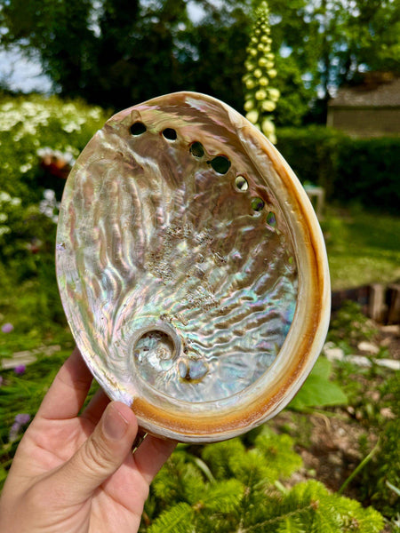 Abalone shell 10cm Abalone shell 4 inch Paua shell by Elf UK