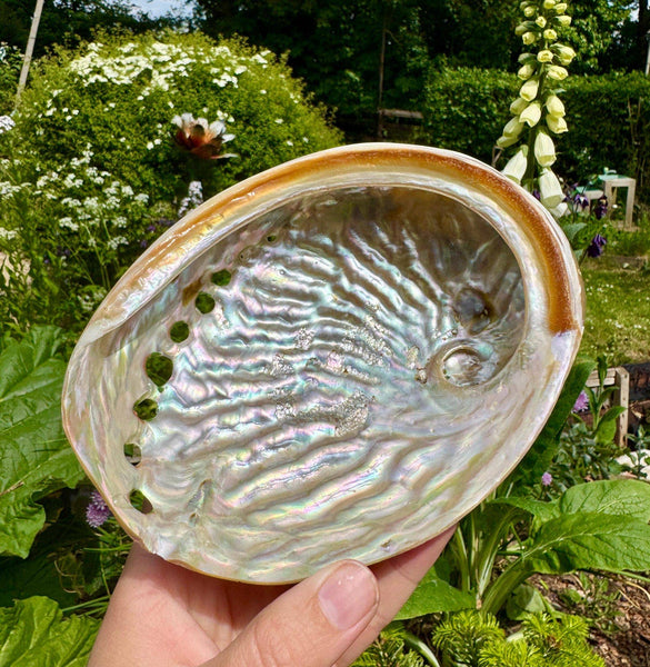 Abalone shell 10cm Abalone shell 4 inch Paua shell by Elf UK
