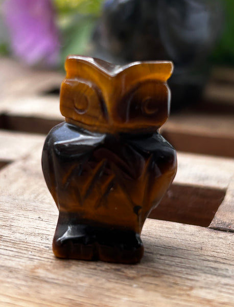 Tiger Eye Owl